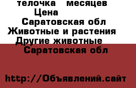 телочка 9 месяцев › Цена ­ 25 000 - Саратовская обл. Животные и растения » Другие животные   . Саратовская обл.
